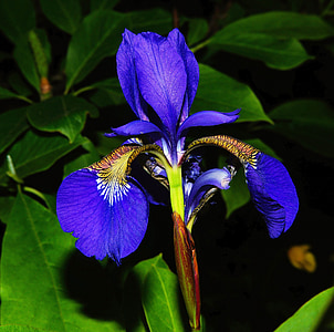 Blume, Blüte, Bloom, blaue iris, in der Nähe, Wilde Blume, bunte