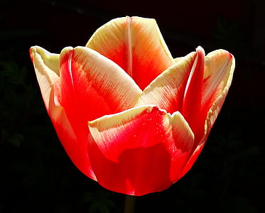 fiore, tulipano, Blossom, Bloom, natura, primavera, giardino