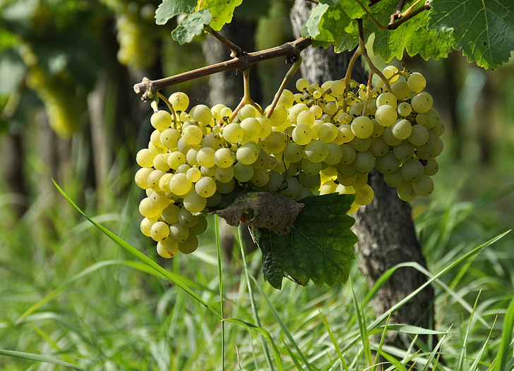 druer, vingården, Vintage, høst
