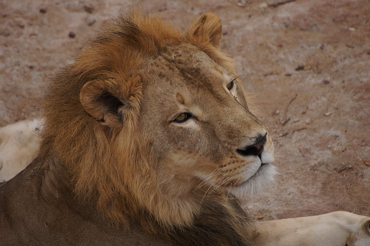 Leone, protezione accesso alla rete, Africa, Mali, Zoo di, animale, sguardo