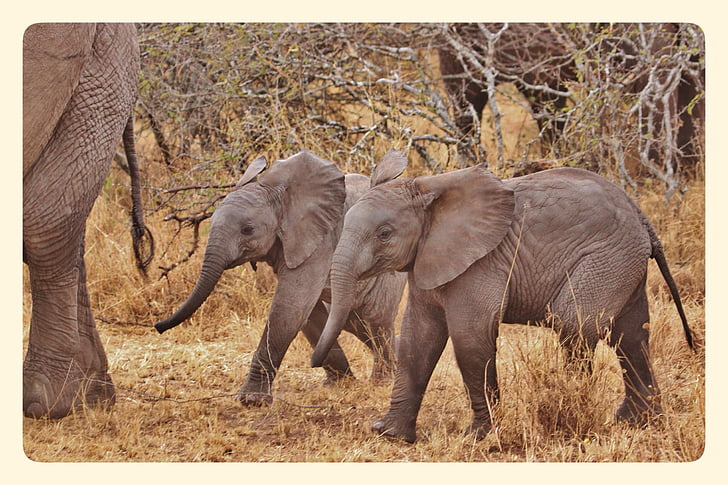 Elephant babies, rodzinę słoni, słonie, Park Narodowy Serengeti, Tanzania, Afryka, dziki