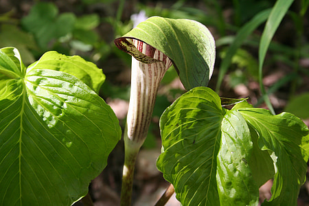 Jack-in-the-pulpit, kwiat, wiosna, roślina, Flora, Woods, Natura