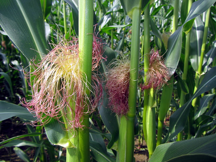 kukurūzas laukā, Corn par vālīšu, kukurūzas lapas, kukurūzas pavedieni, lauksaimniecība