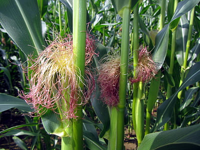 kukurūzas laukā, Corn par vālīšu, kukurūzas lapas, kukurūzas pavedieni, lauksaimniecība