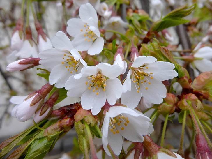 Пролет, цвете, венчелистче, бяло