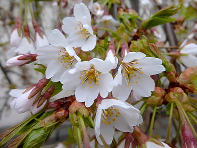 Весна, цветок, Лепесток, Белый