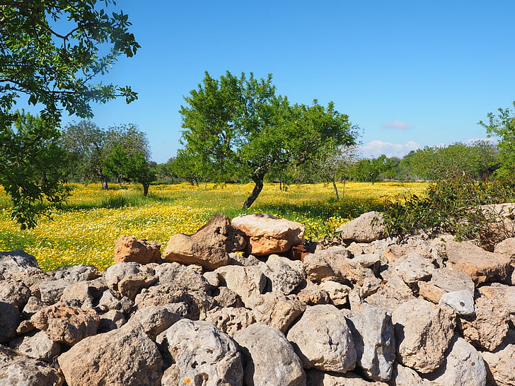 olive tree, olive grove, stone wall, wall, flower meadow, crown anthemideae, glebionis coronarian