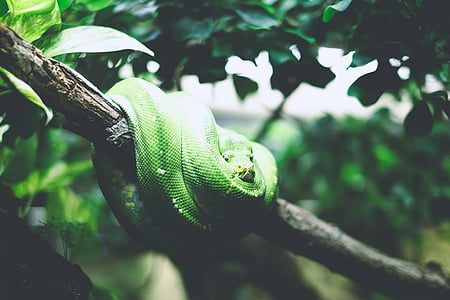 állat, közeli kép:, makró, hüllő, kígyó, természet, Python
