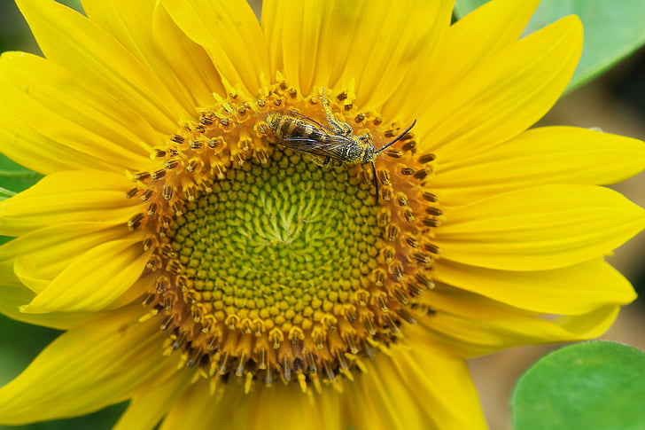 zonnebloem, Bee, stuifmeel, geel, bloem, natuur, zomer