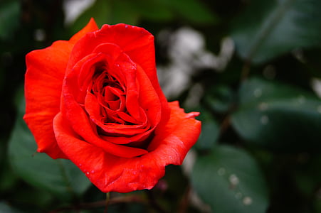 Gamta, gėlė, rožinė, raudona, širdies, Rosebush, žiedlapiai
