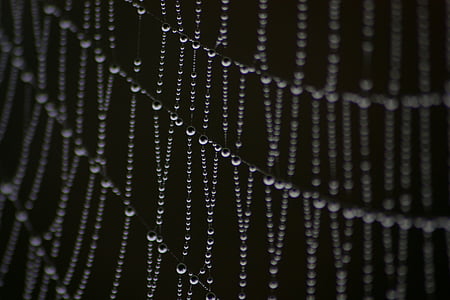 spiderweb, dew, droplets, drops, nature, web, autumn
