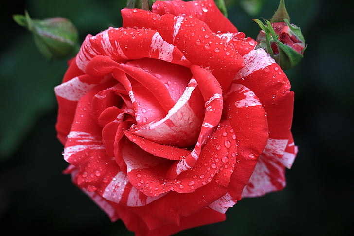Rose, rouge, fleur rose, pétales de rose, jardin, blanc et rouge, pétale
