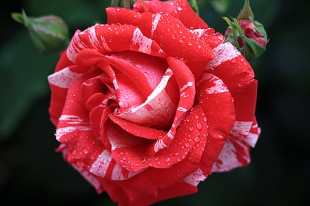 rose, red, rose flower, rose petals, garden, white and red, petal