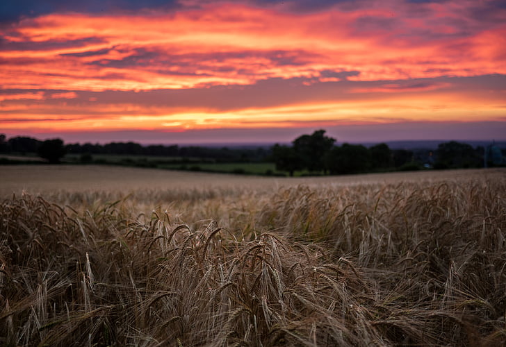 agriculture, cloudy, corn, countryside, cropland, crops, dawn