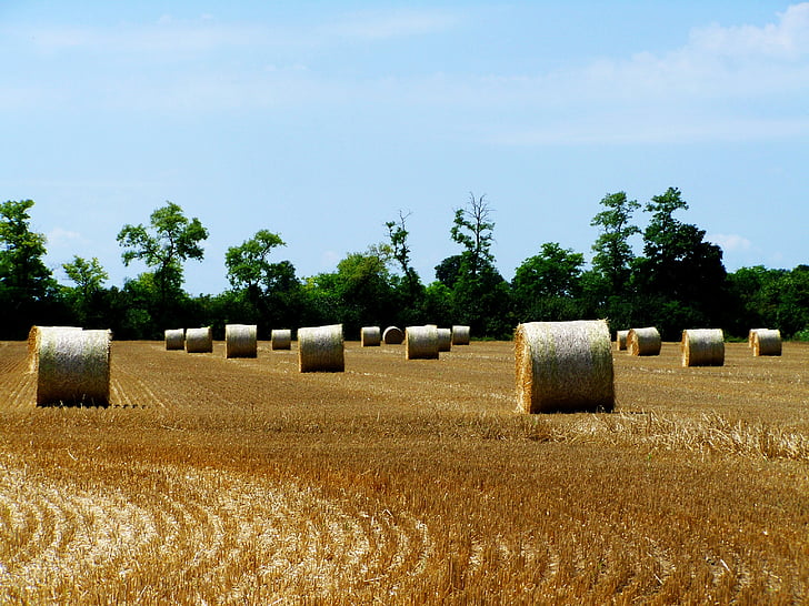 straw bales, harvested crops, agriculture