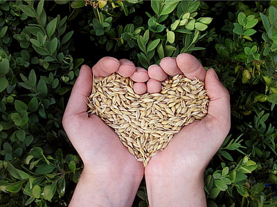 καρδιά, τα χέρια, τροφίμων, Grains (Κόκκοι), δημητριακά, φύση, φάτε