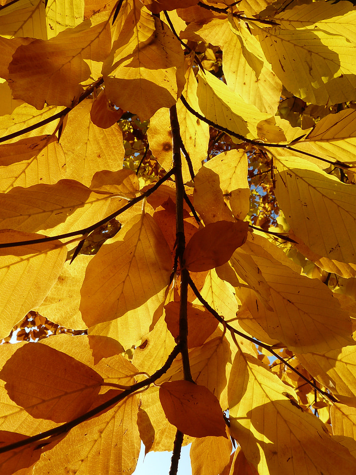 buk, Fagus sylvatica, Fagus, listnatý strom, zlatý podzim, Zlatý říjen, podzim