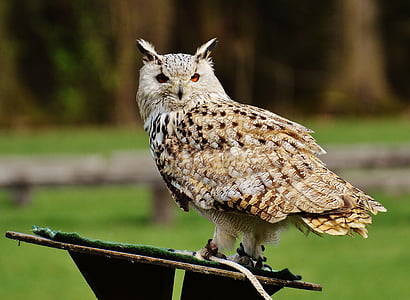 owl, wildpark poing, bird, feather, eagle owl, animals, wild bird