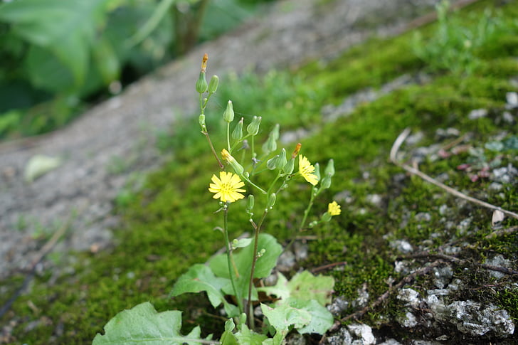 Blumen, natürliche, Anlage