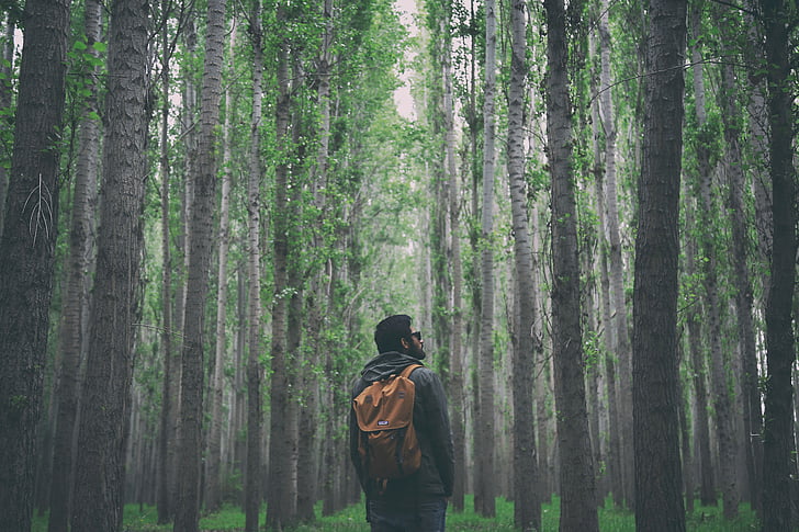 nature, woods, forest, people, man, guy, backpack