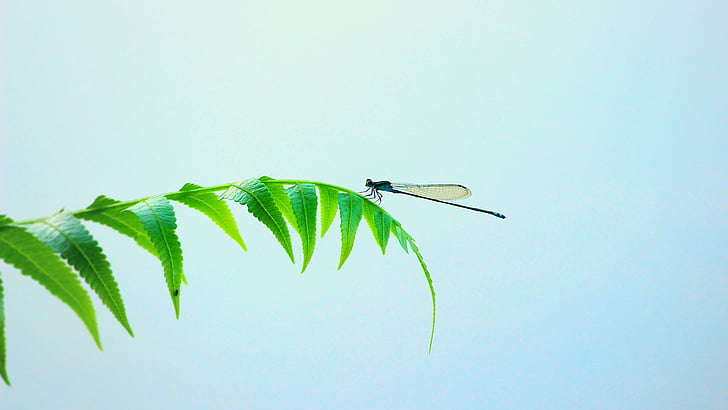 Dragonfly, insekt, vinger, blad, lille, bugs, farve