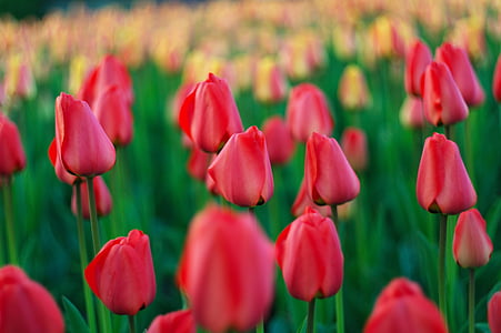 tulipanes, campo, primavera, naturaleza, rojo, flor, floración
