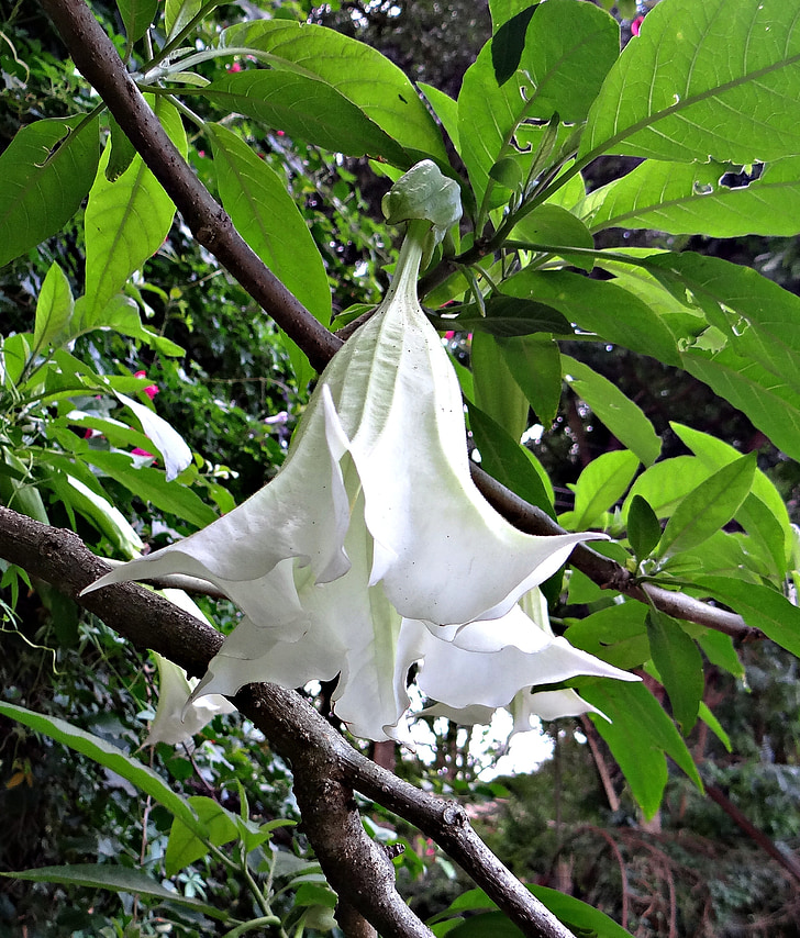 datura de árvore, Clarim dos anjos, trompetes peruanos, flor, Branco, Brugmansia arborea, Solanaceae
