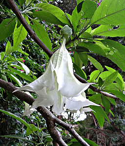 träd datura, Angel's trumpet, peruanska trumpeter, blomma, vit, Brugmansia arborea, potatisväxter