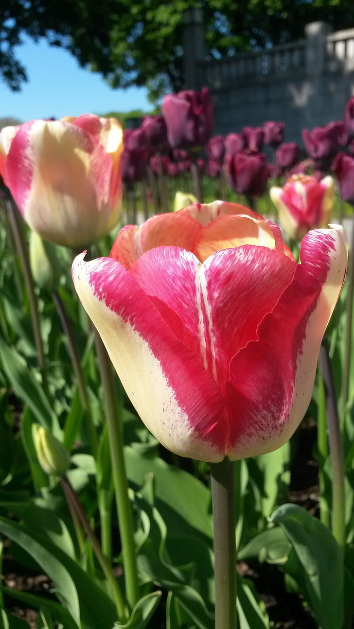 튤립, tulpenbluete, 봄, 다채로운, 타오르는, 닫기, 공원