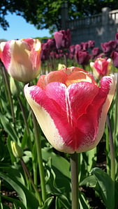 Tulipán, tulpenbluete, jaro, barevné, flambované, Zavřít, parku