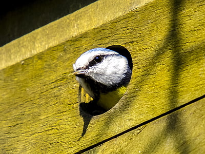 blue tit, tit, nesting box, nature, bird, animal, songbird