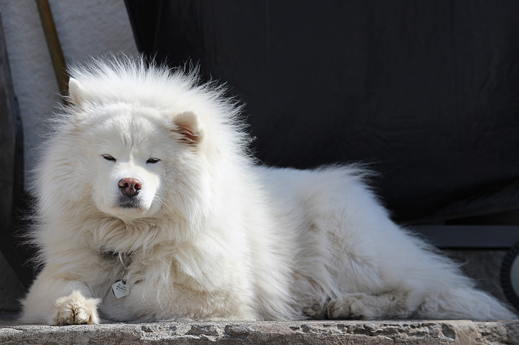 dog, large, white, iceland, samoyed, canine, animal