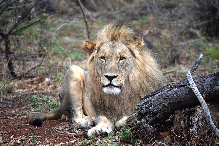 Lion, africain, visage de face, Safari, animal, roi, mâle