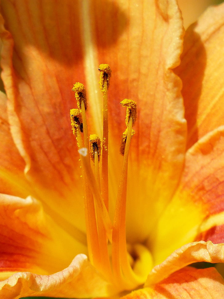 makro, fotografi, Orange, Lily, bunga, Taman, ovarium