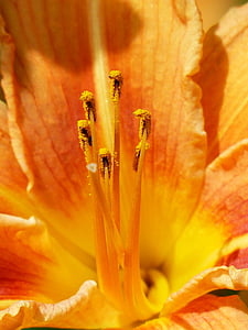 macro, fotografie, Oranje, Lily, bloem, Tuin, eierstok