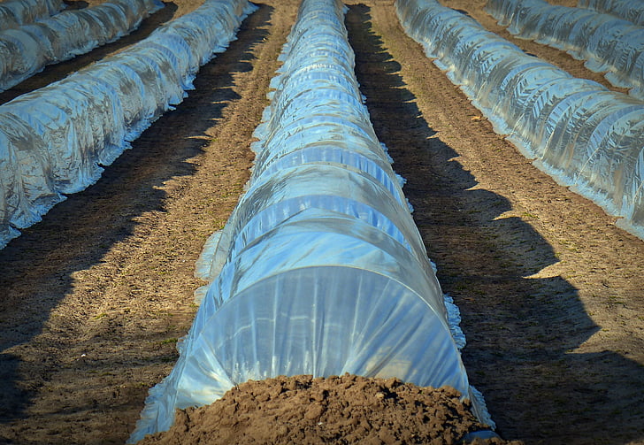 asparagus, asparagus cultivation, agriculture, plan coverage, covered, growing trays, cover