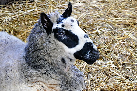 ζώα, πρόβατα, φύση, αγρόκτημα, μαλλί, Γεωργία, Χαριτωμένο