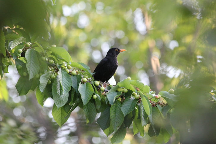 oiseau, Blackbird, branches, bec, nature, noir, cerise