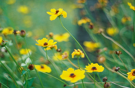 flache, Fokus, Fotografie, gelb, Blumen, Natur, Blüten