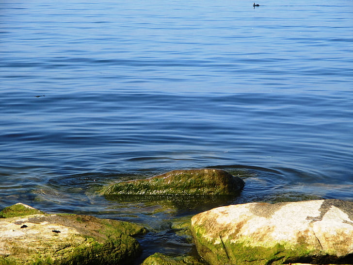lake, water, blue, stones, lapped, seaweed, green