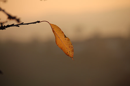 foglio di autunno, singola, ramo