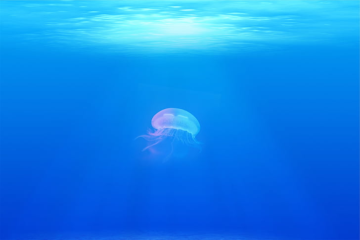 jellyfish, under water, sea, ocean, underwater, swimming, sea life
