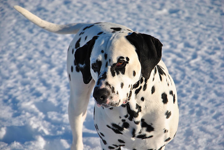 pet, pes, dalmatinski, živali, udarci, domače, sneg