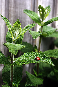 mint, peppermint, ladybug, moroccan mint, tee, insect, points