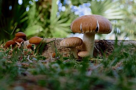 mushrooms, brown, white, forest floor, tree stump, south