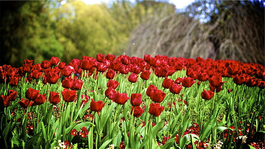 red, tulips, flowers, garden