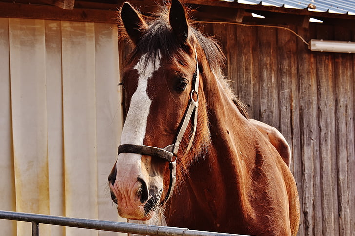 shire horse, hest, stor hest, ri, reitstall, kopling, eng