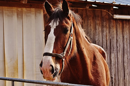 cavalo Shire, cavalo, cavalo grande, passeio, reitstall, acoplamento, Prado
