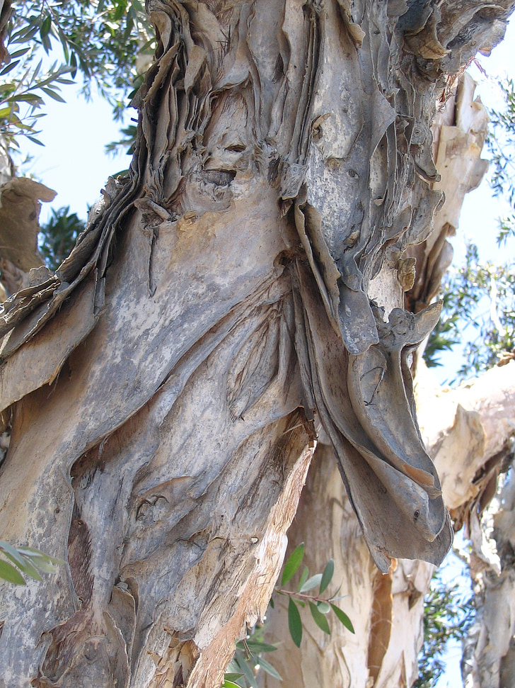 eucaliptus, arbre, escorça, natural, fusta
