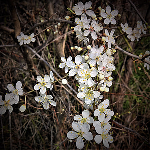 kasvi, Rock kirsikka, kivi Veiksel, Monet kukat, pieni, valkoinen, keltainen siitepöly putket